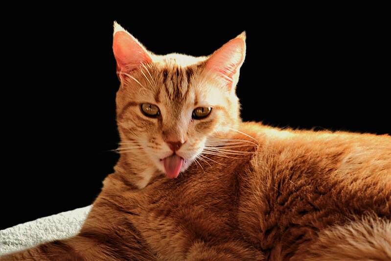 funny-pet-cat-photography-smoky-mountains-east-tennessee-tammy-brewer-photography-jpg-standard.jpg