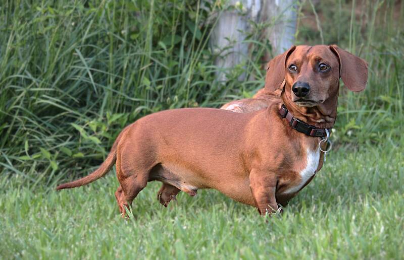 miniature-dachshund-outdoor-pet-photo-smoky-mountains-east-tennessee-tammy-brewer-photography-jpg-standard.jpg