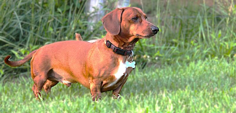 miniature-dachshund-pet-photography-smoky-mountains-east-tennessee-tammy-brewer-photography-jpg-standard.jpg