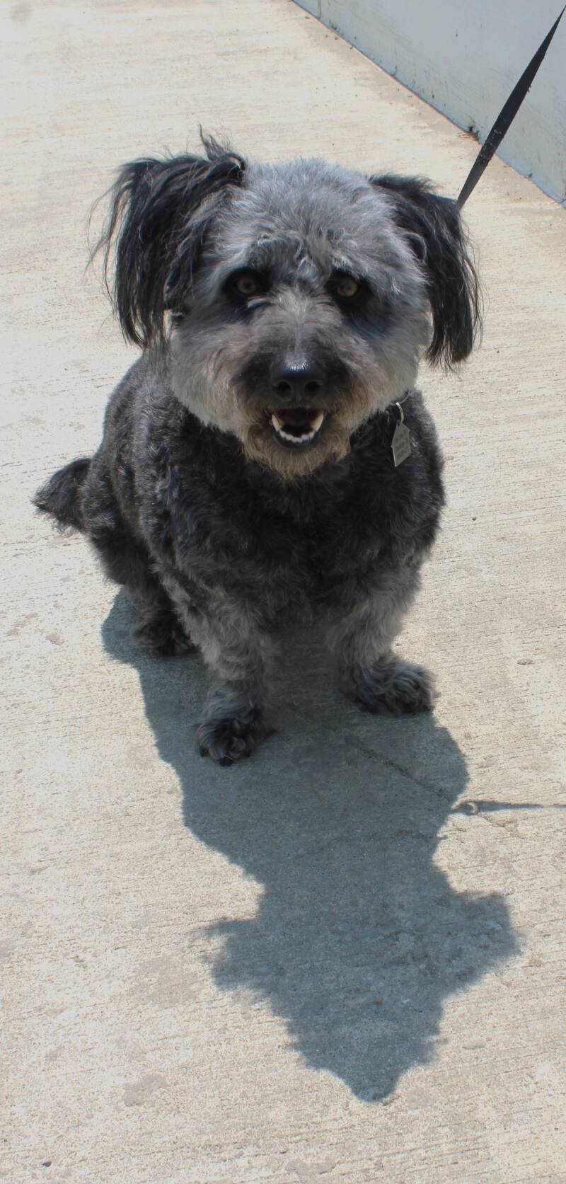 scoodle-poodle-terrier-pet-photography-smoky-mountains-east-tennessee-tammy-brewer-photography-jpg-standard.jpg