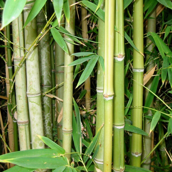 Bamboo Essential Oil