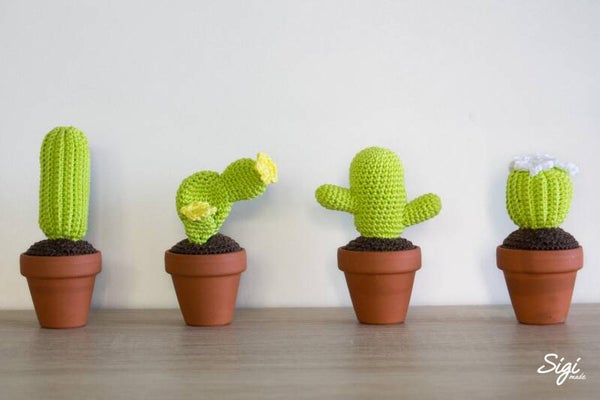 Mini cactussen