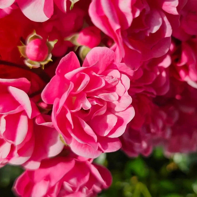 Bloemige parfum yodeyma