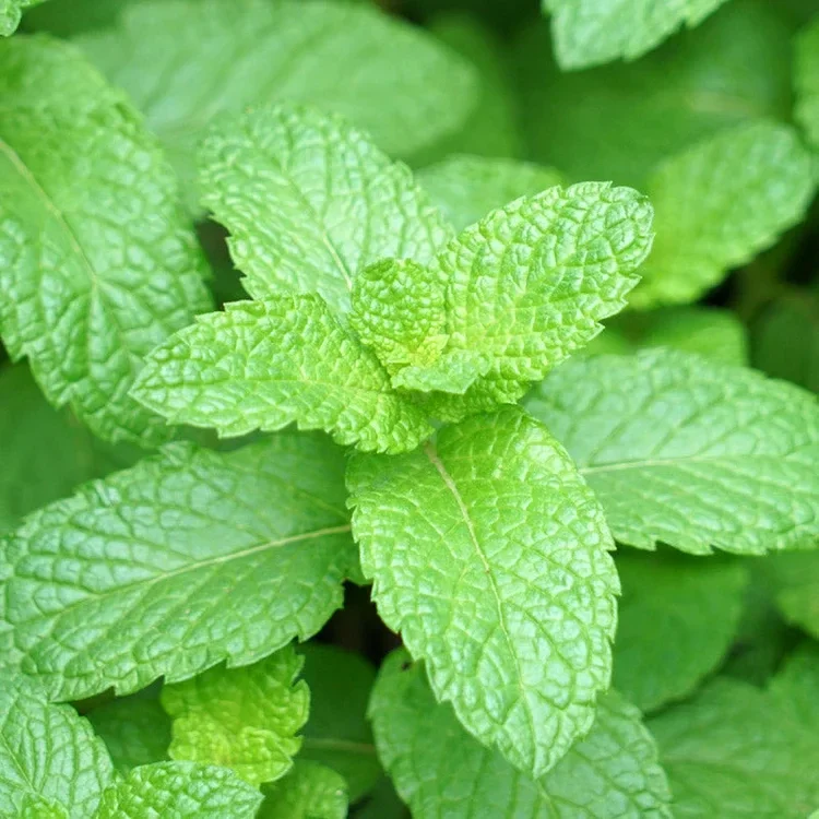 frisse yodeyma parfum