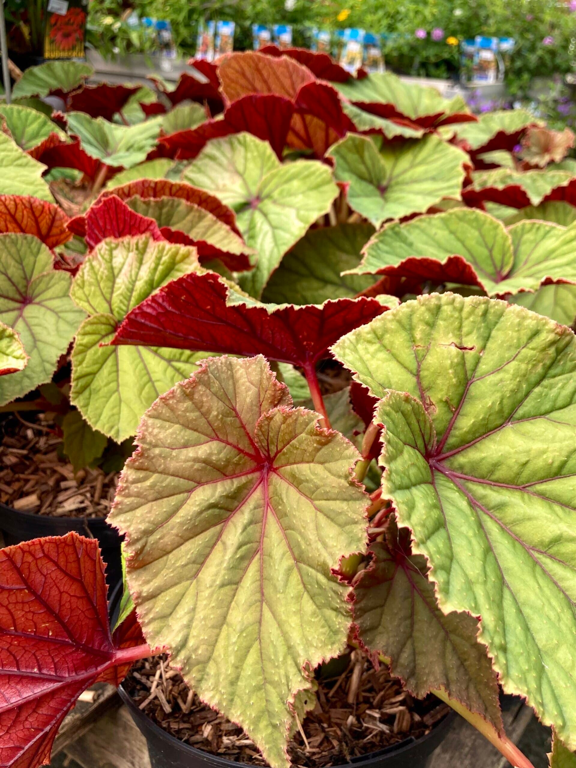 Begonia grandis