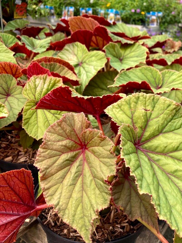 Begonia grandis