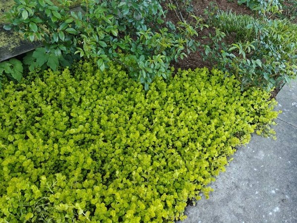 Lysimachia rampent