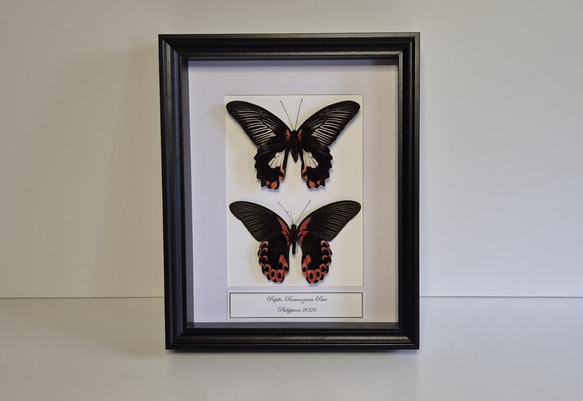 Papilio rumanzovia · paar