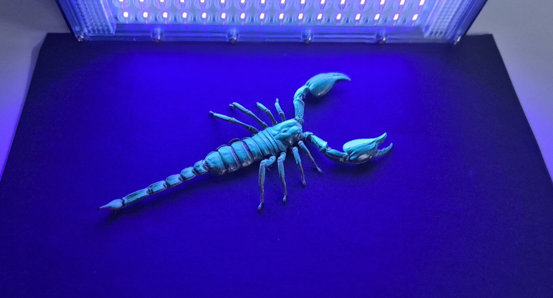 Blauwe schorpioen in ultraviolet licht