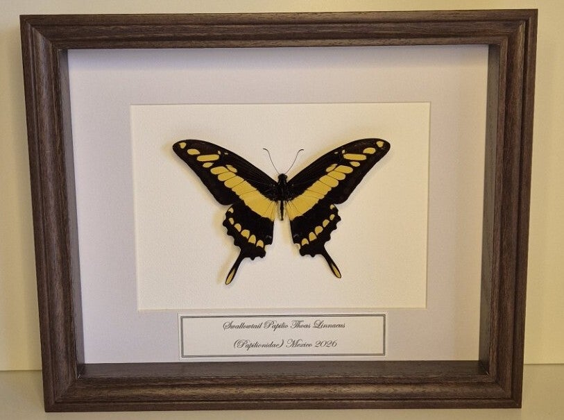 Papilio thoas