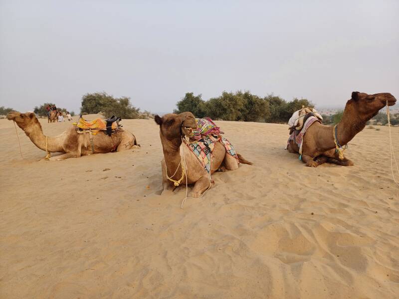 3 Dromadaires assis dans le désert à Jaïsalmer