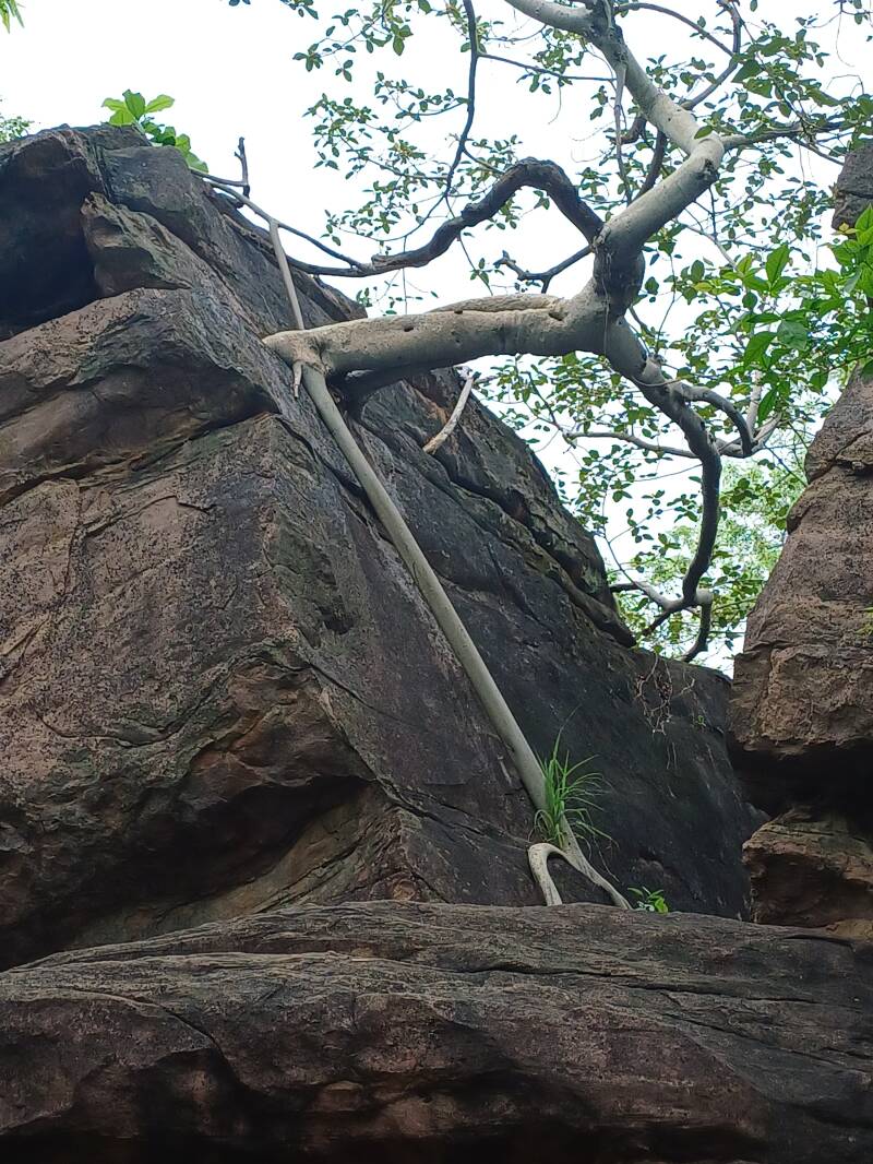 Abris sous roche de Bhimbetka. Site préhistorique et d'art rupestre. Site classé au patrimoine mondial de l'UNESCO;. Arbre prenant racine dans la roche