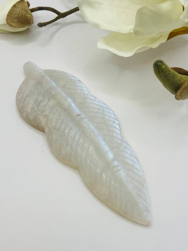 Weißes Mondstein Blatt mit blauem Flesh