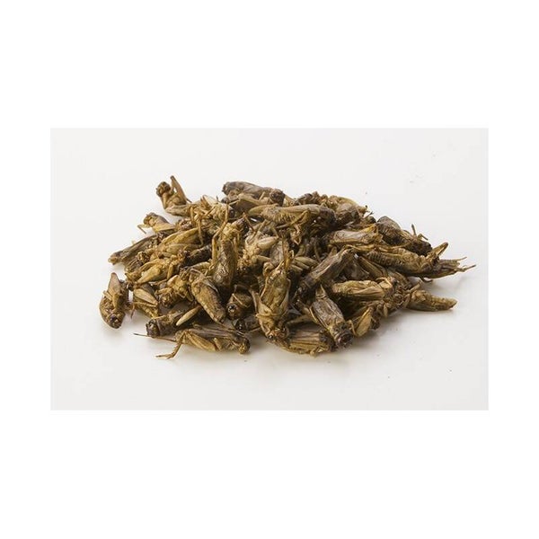 1KG GRILLOS CONGELADOS