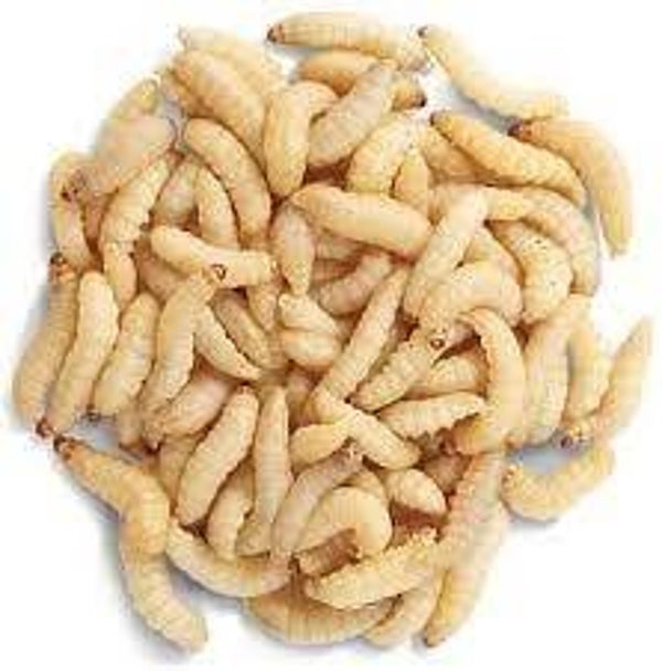 Gusano de la miel