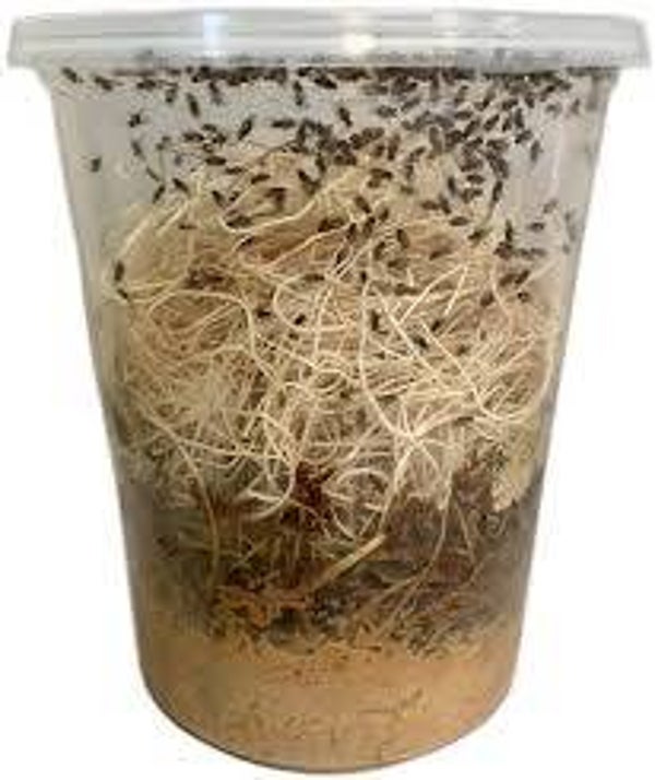 Drosophila