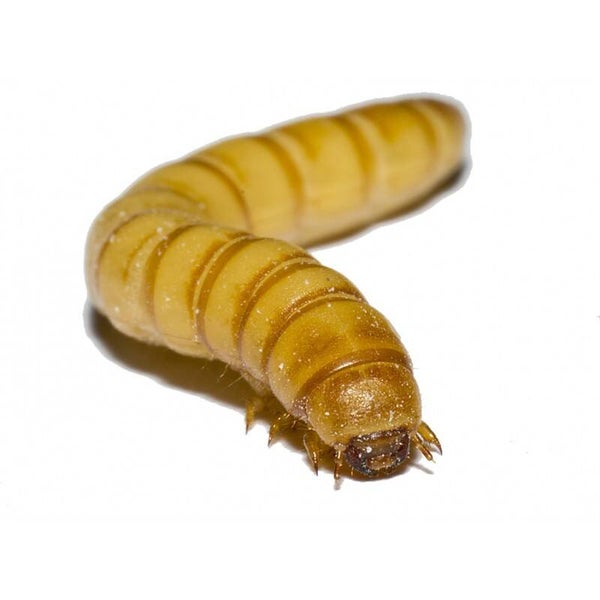 Tenebrio