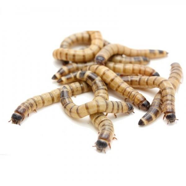 1KG Zophobas Morio congeladas