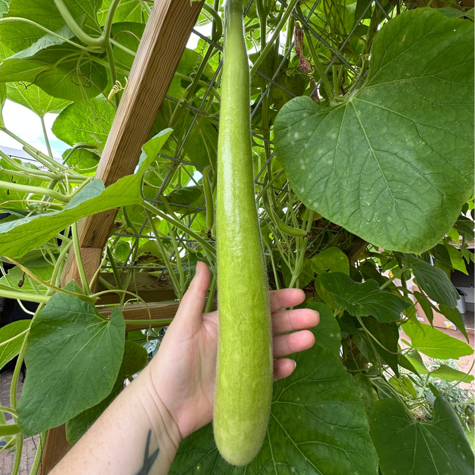Courgette 'snake'