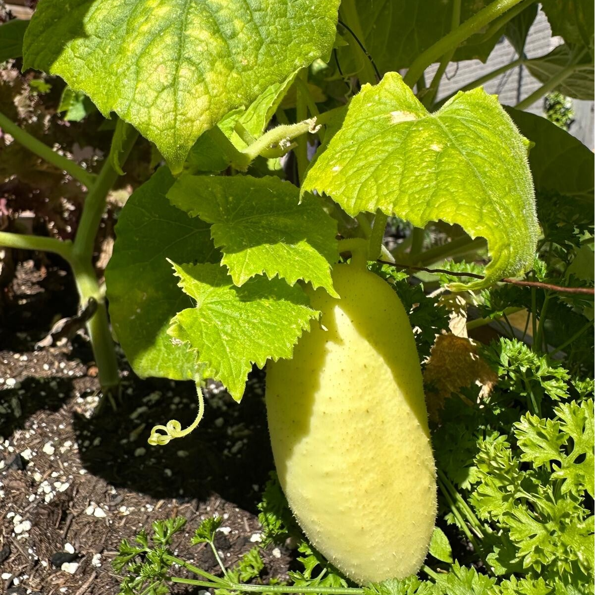 Komkommer 'White wonder'