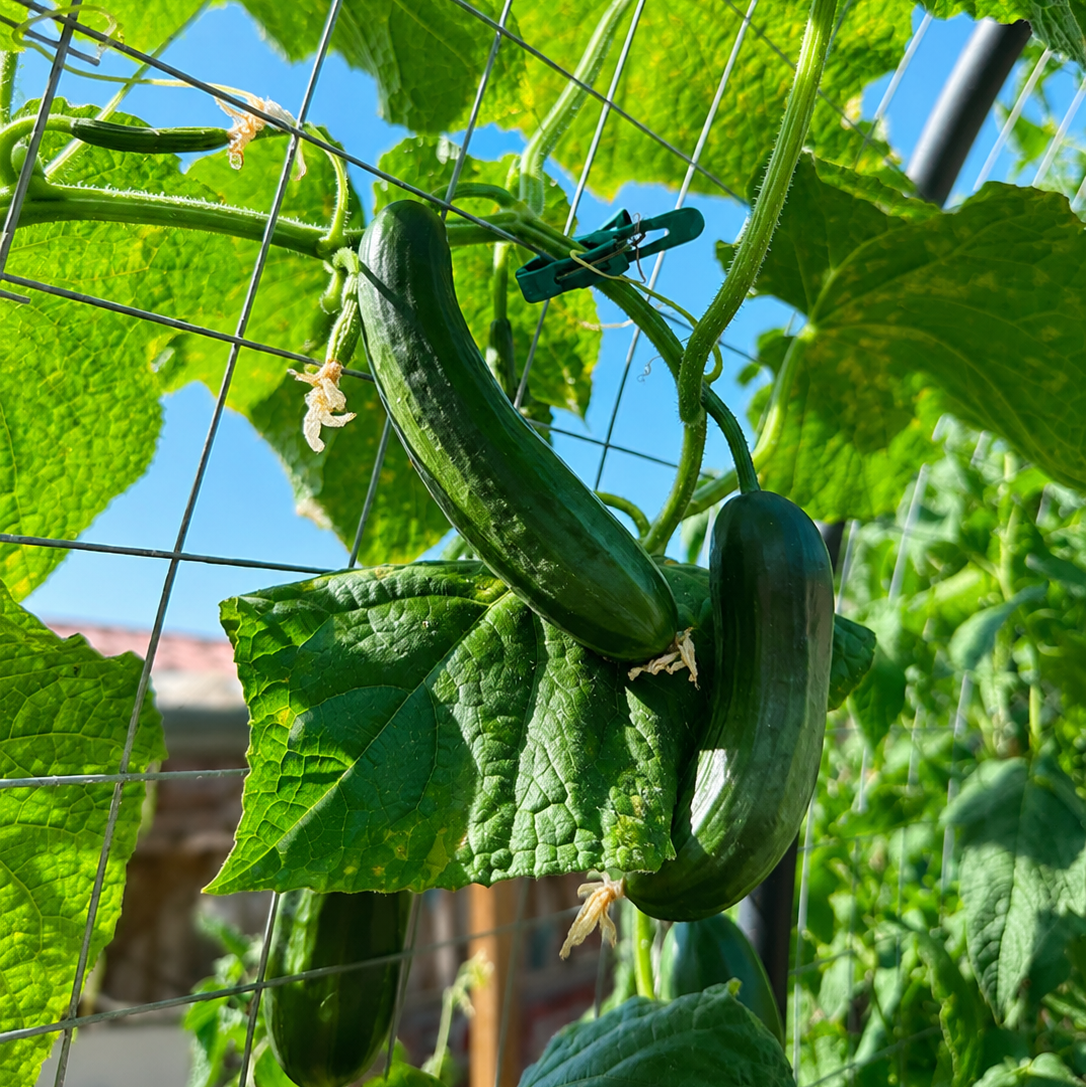 Komkommer 'Patio Snacker'
