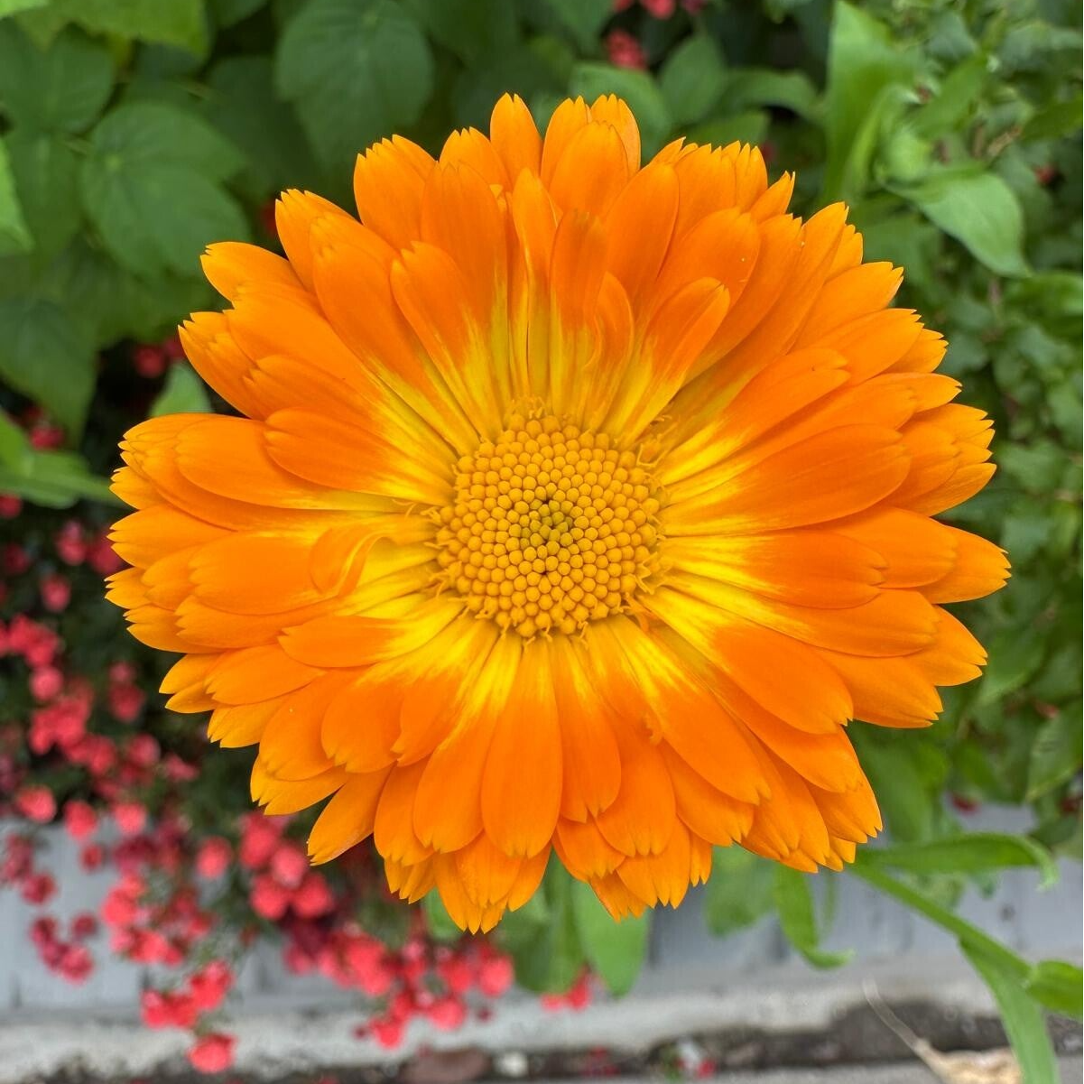 Goudsbloem