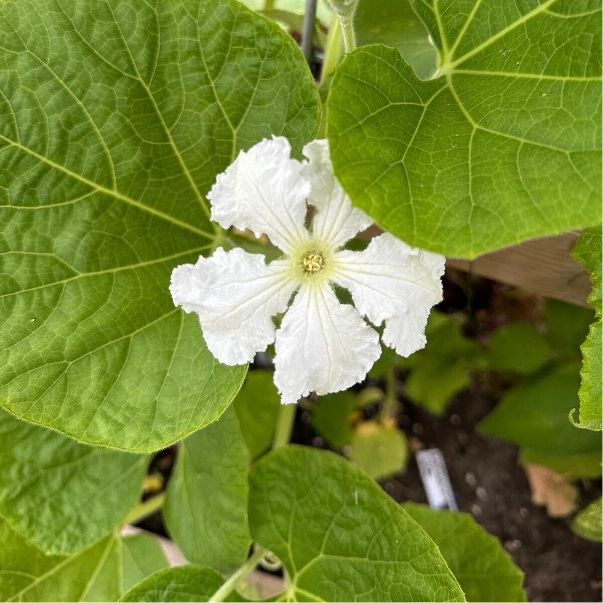 Courgette 'snake'