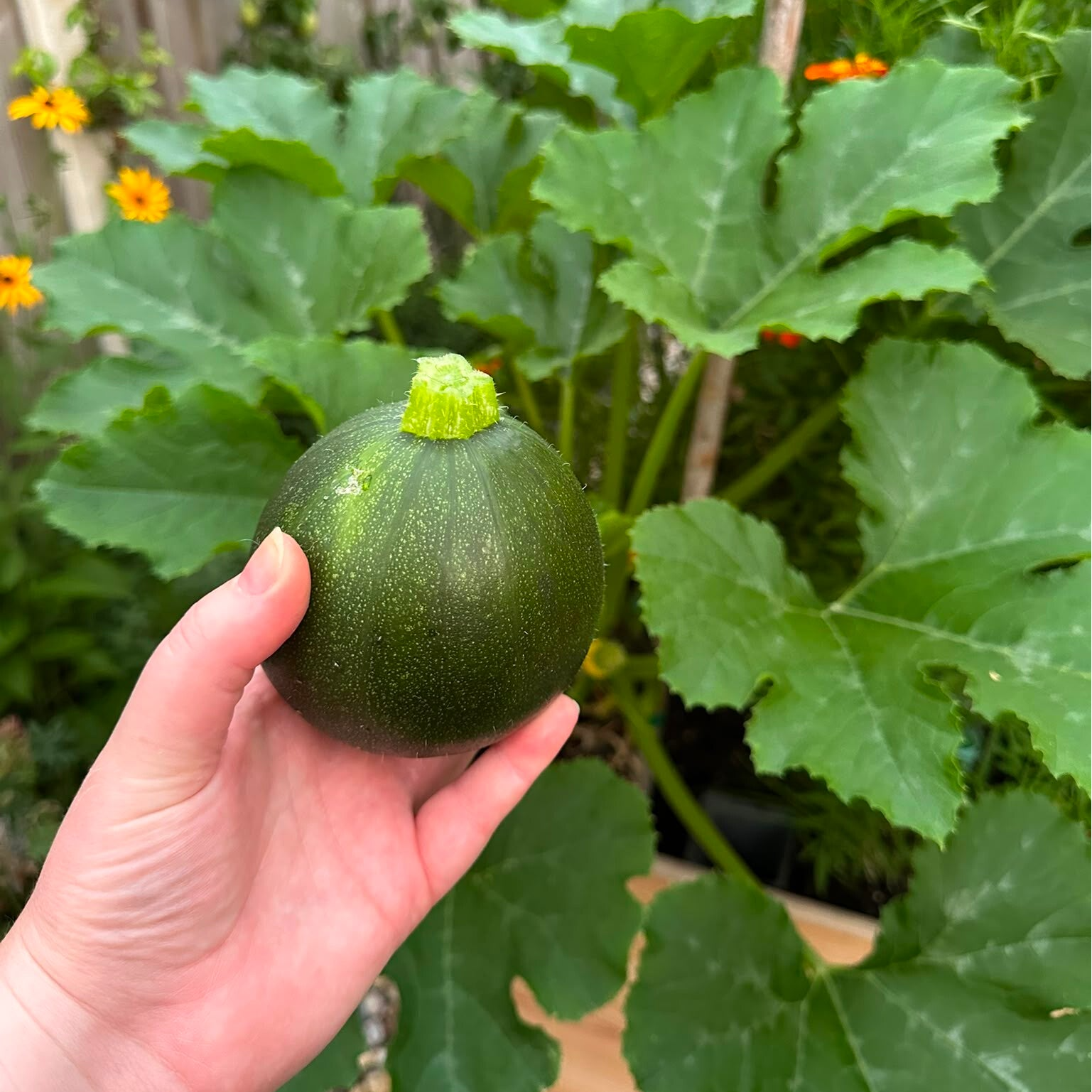 Courgette 'Eight Ball'