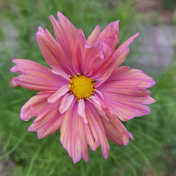 Cosmos 'Apricotta'