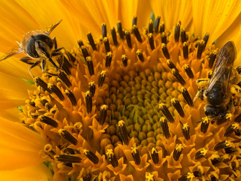 Zweefvlieg en bij op een zonnebloem