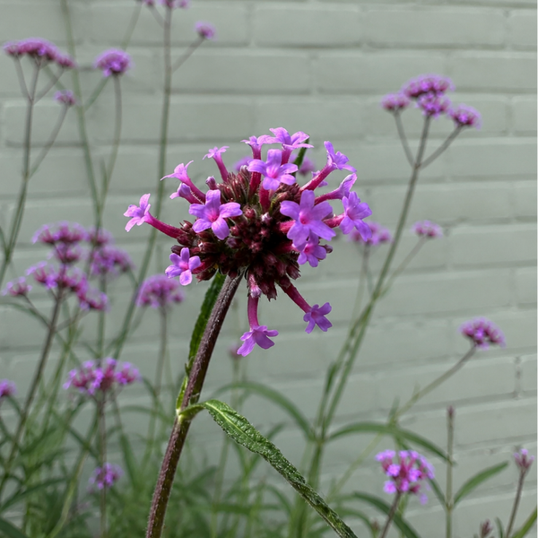 Stijf ijzerhard – Verbena