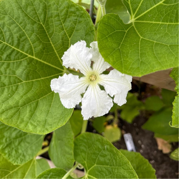 Courgette 'snake'