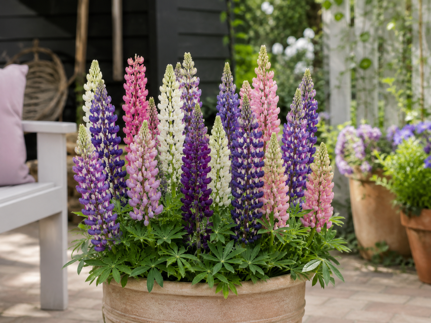 Lupine 'Gallery mix'