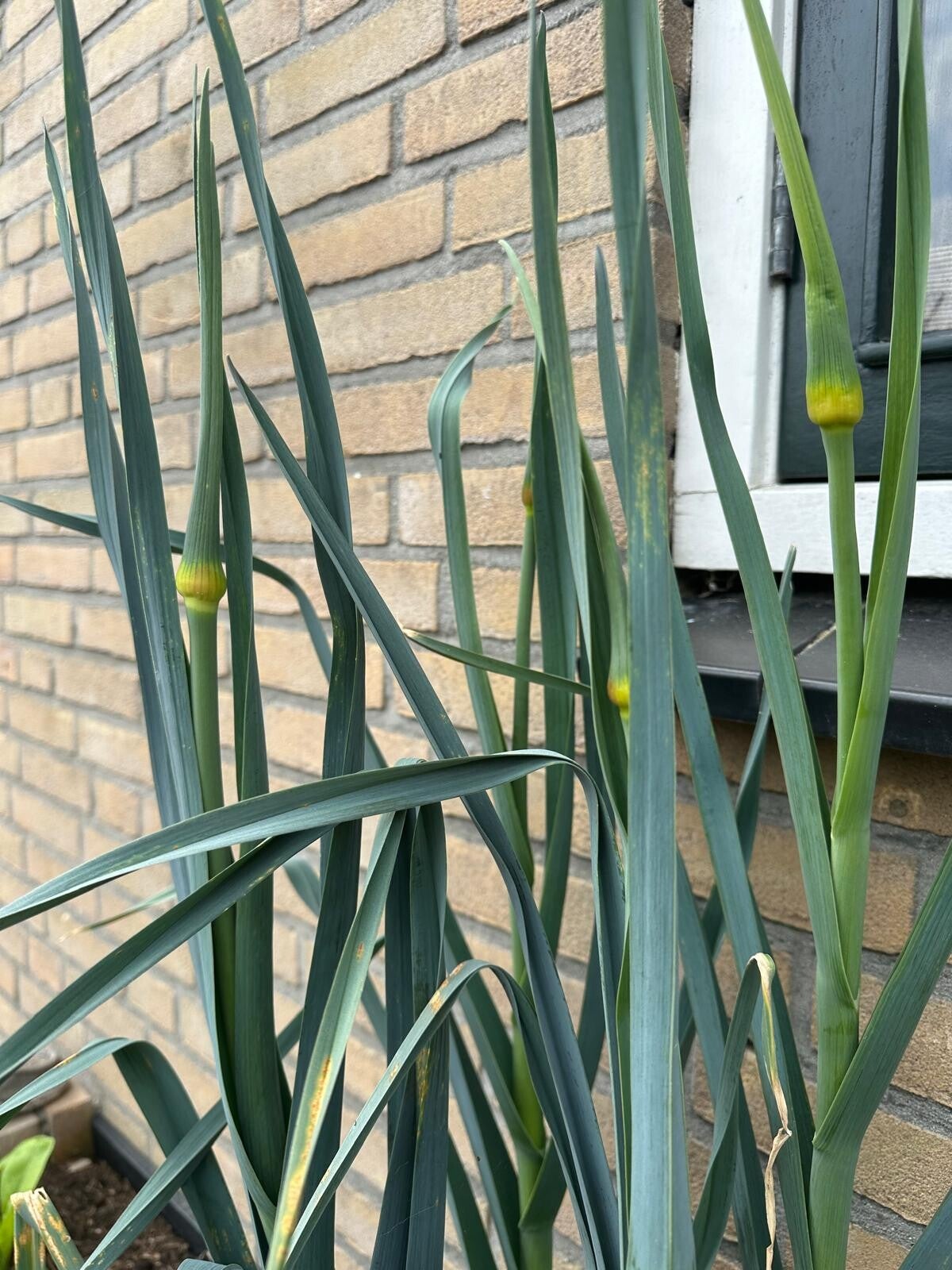 Prei met bloemknoppen