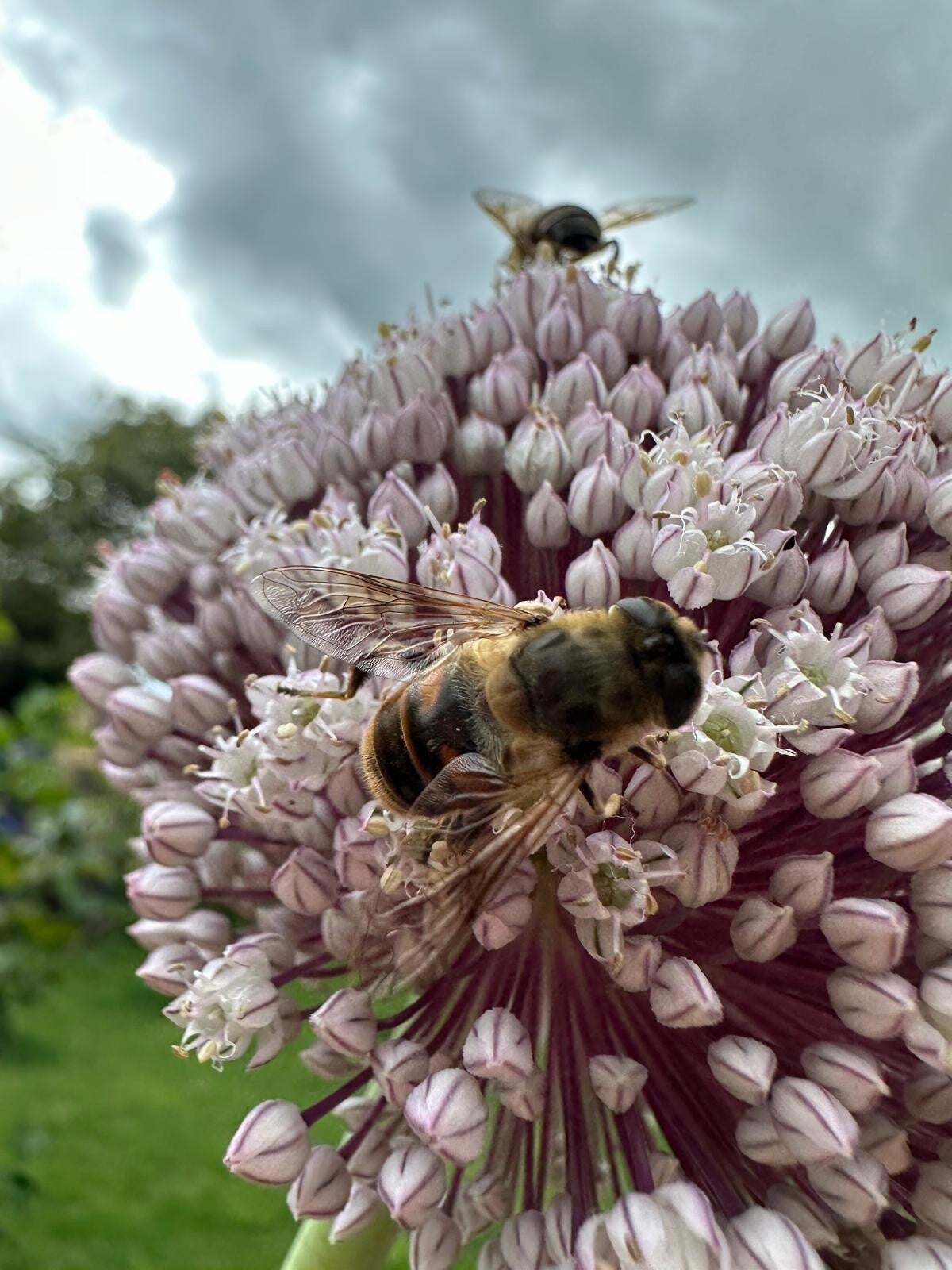 Zweefvlieg op allium