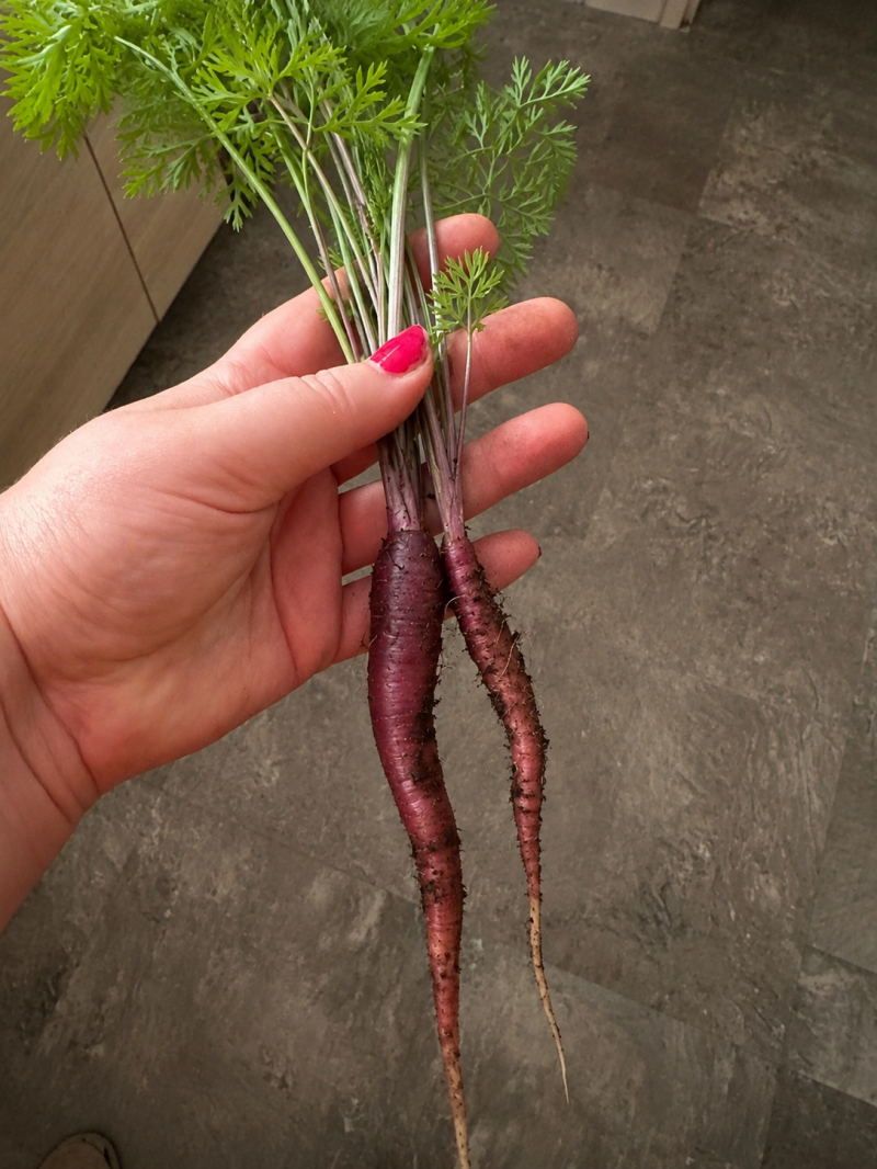 Winterwortel purple dragon in hand