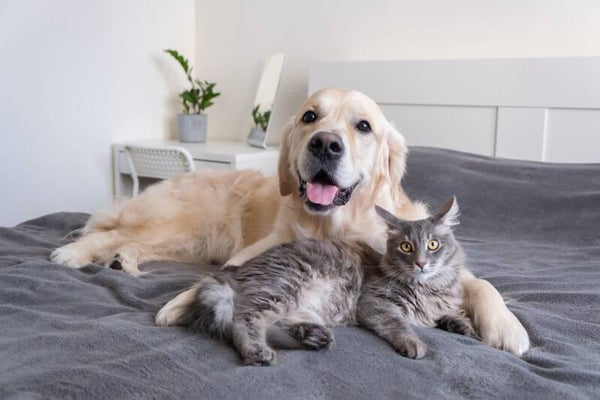 Dierenreading hond of kat 55euro incl 21% Btw