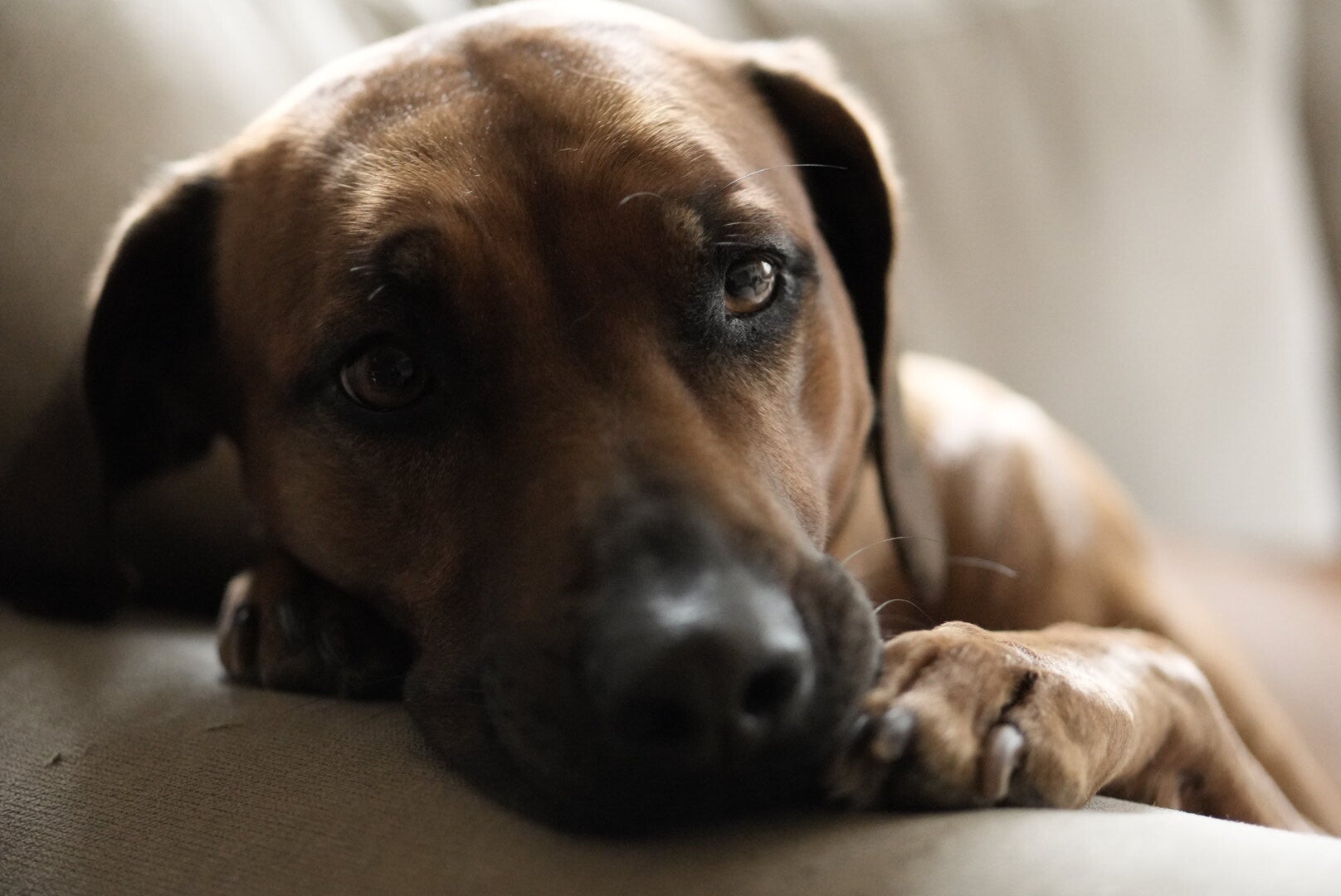 Rhodesian Ridgeback drachtig