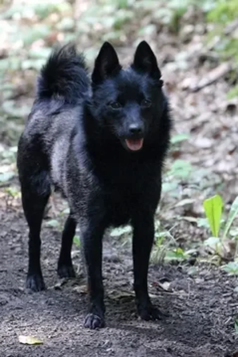 Betty Baika Od Prachovskych Skal