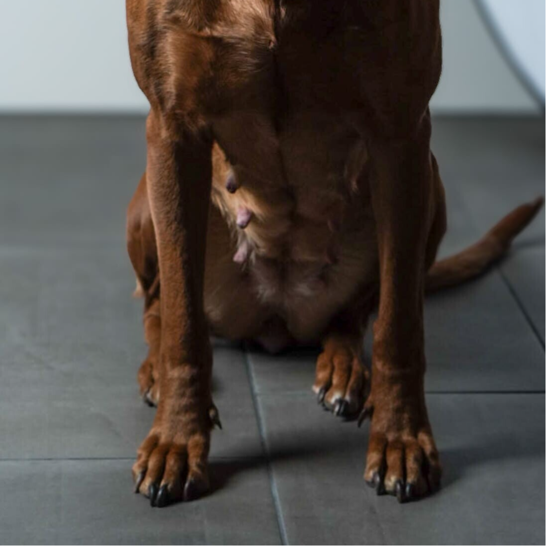 Rhodesian Ridgeback tepels