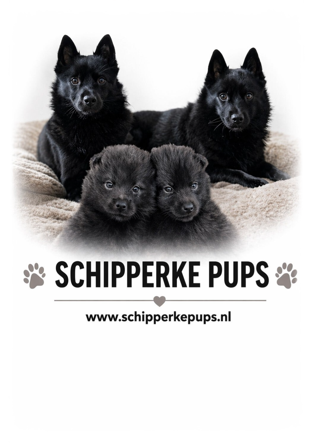 Scipperke pups Nederland