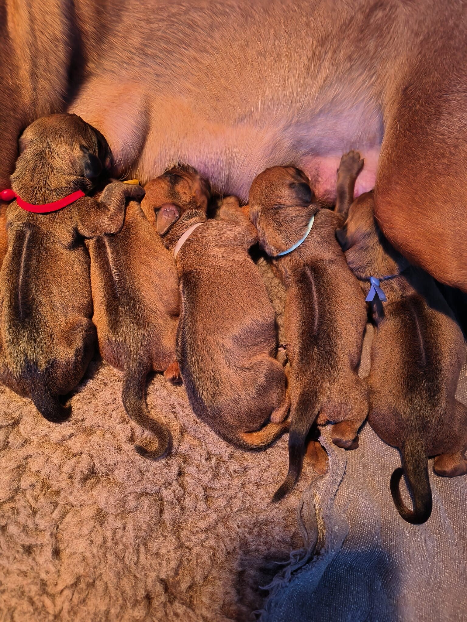 Rhodesian Ridgeback zogen