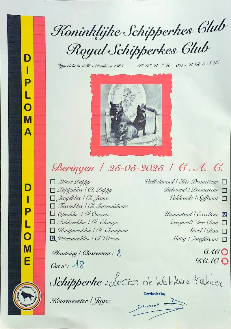 Royal Schipperkes Club Beringen