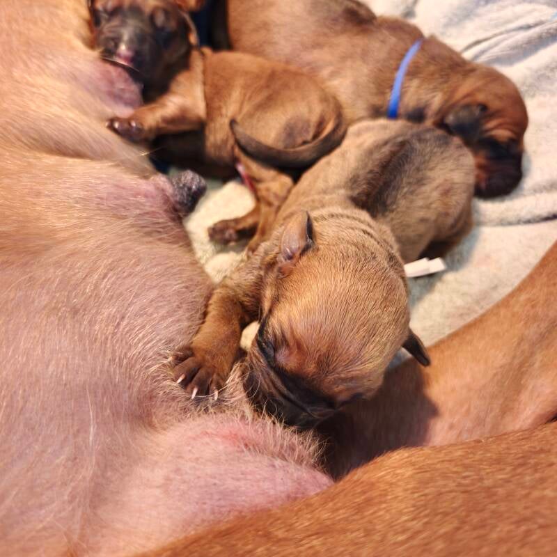 Rhodesian Ridgeback net geboren
