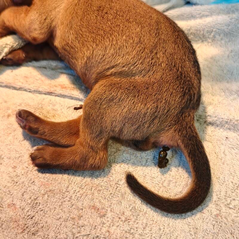 Rhodesian Ridgeback meconium