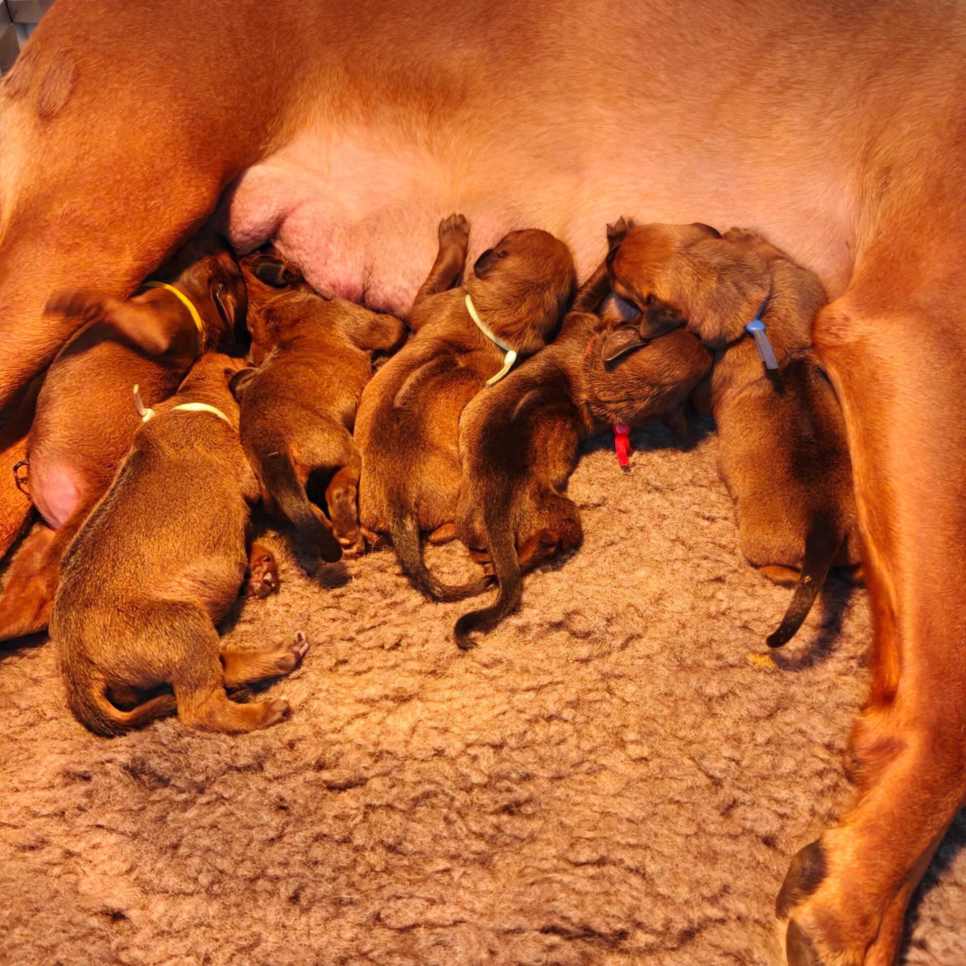 Rhodesian Ridgeback melk