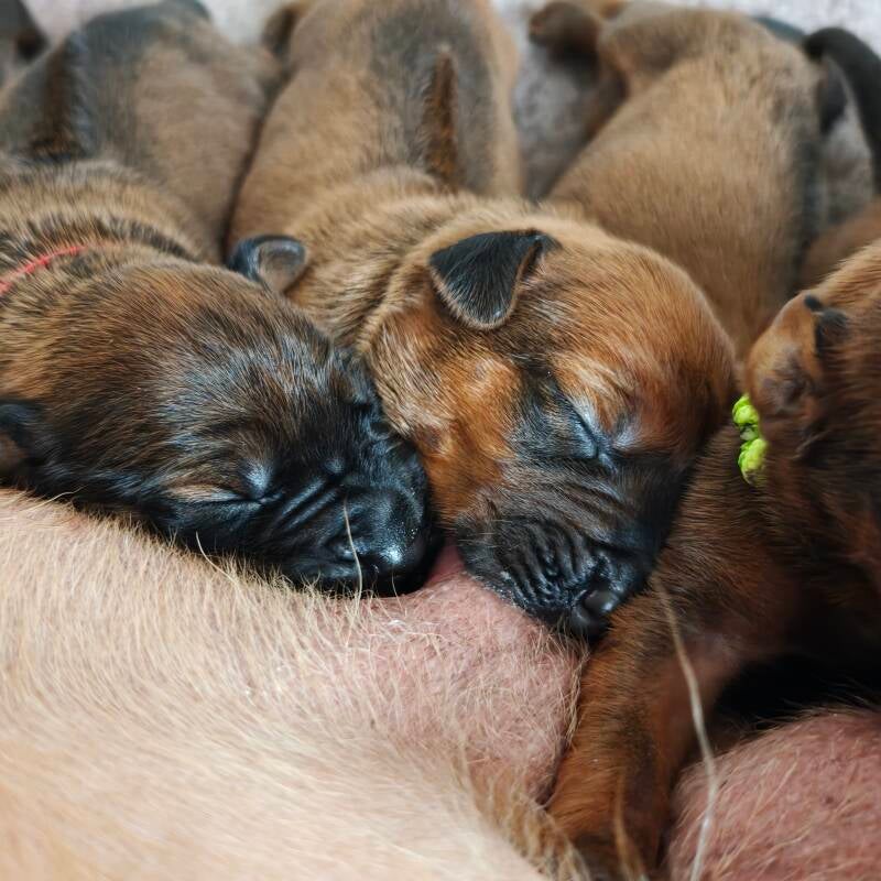 Rhodesian Ridgeback slapen