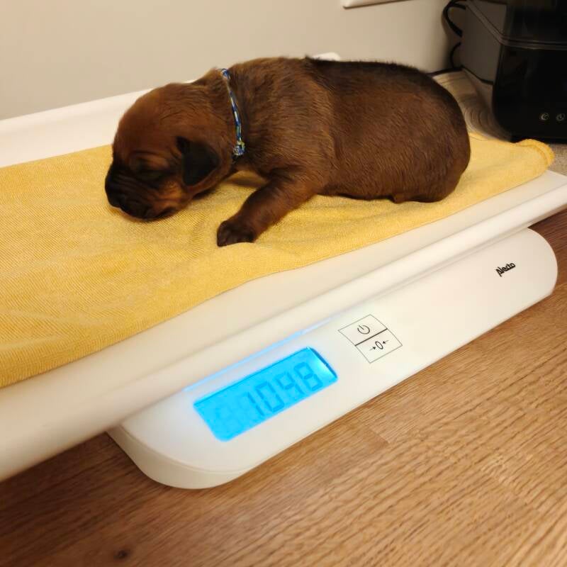 Rhodesian Ridgeback wegen