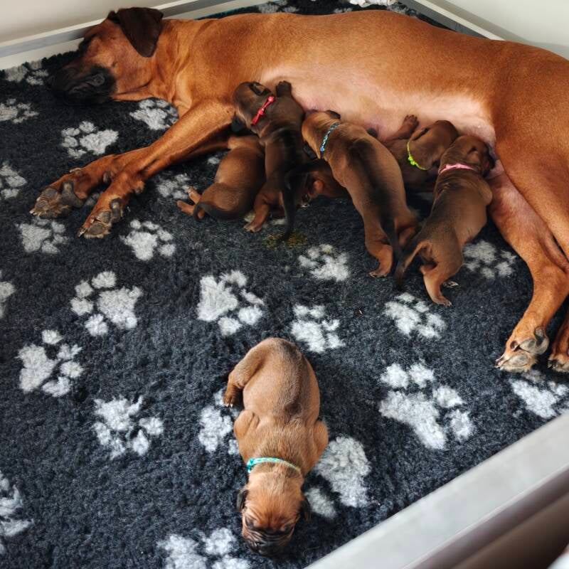 Rhodesian Ridgeback nest Zuma