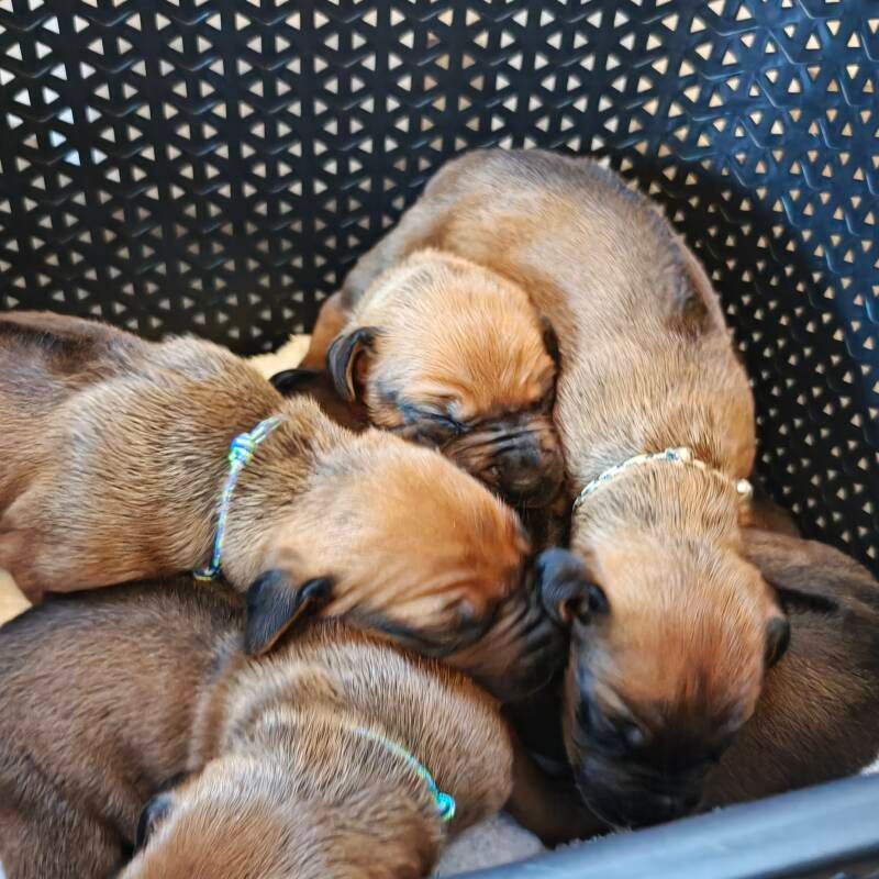 Rhodesian Ridgeback in de wasmand